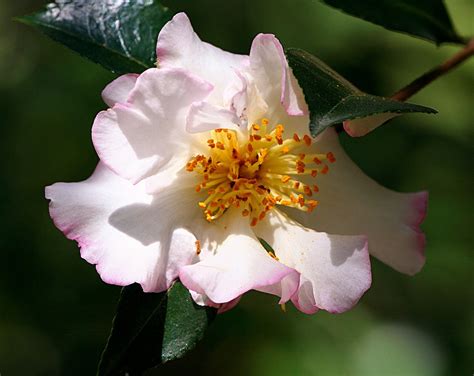 茶花樹|茶花（山茶科山茶属植物）